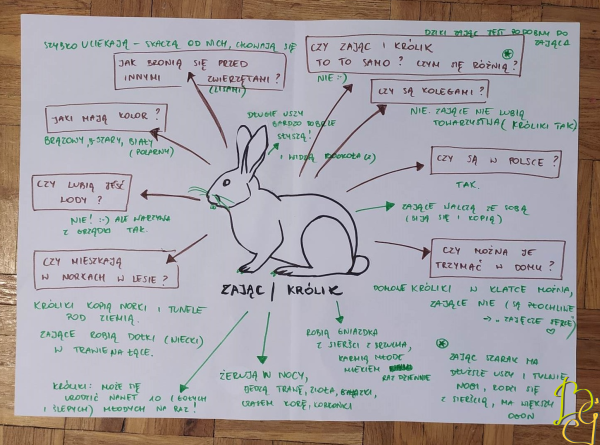 Poszukiwacze skarbu, czyli o domowej (nieidealnej) metodzie projektu Relacja z domowej metody projektu_Króliki i zające na wiosennej łące_Bocianie Gniazdo Blog_Malwina Kałużyńska